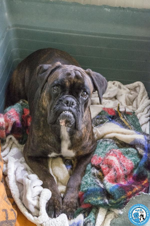 MAYA, boxer comprata per fare scena, ora cerca solo amore vero.. Foto 2
